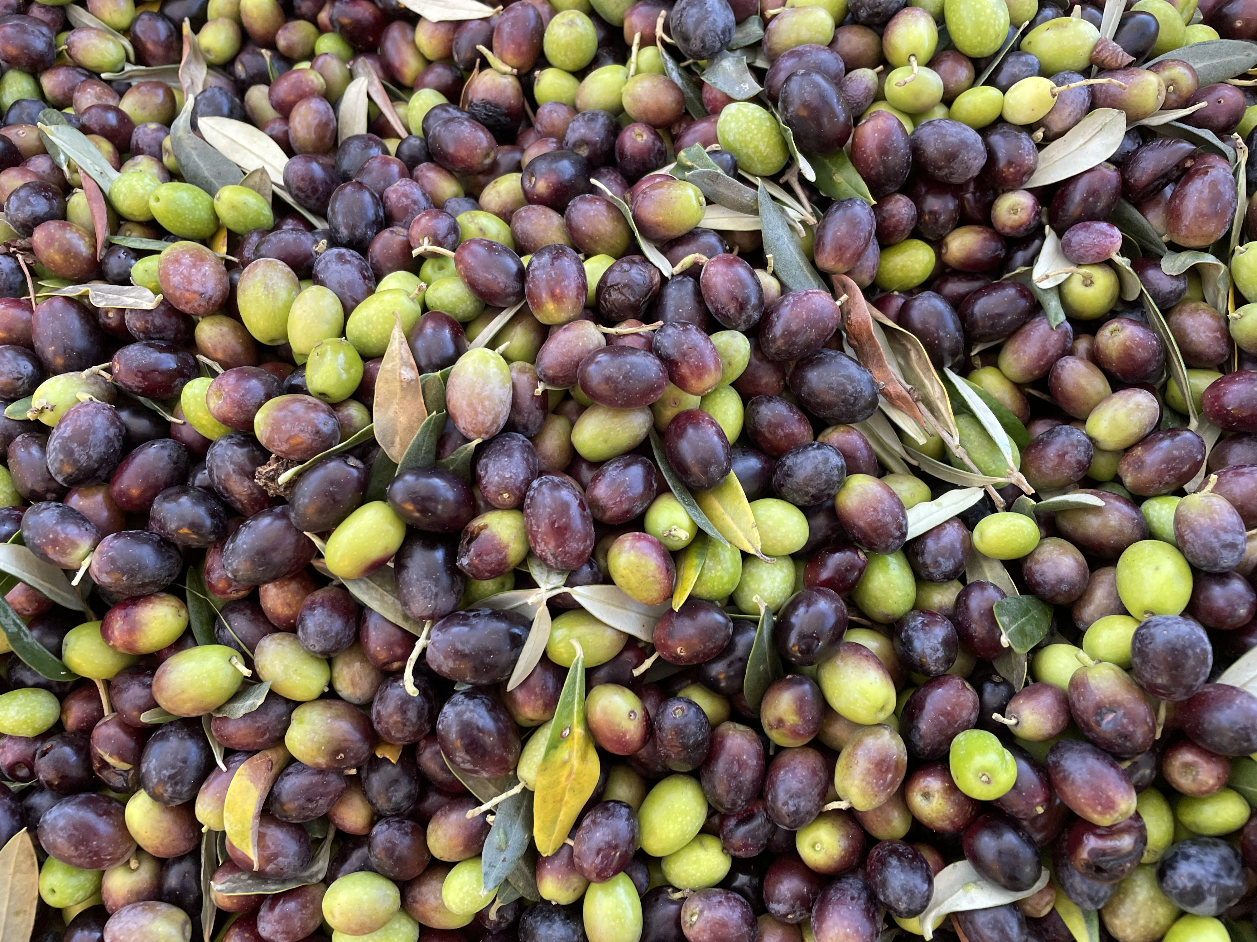 The Annual Olive Harvest: It’s a Family Affair